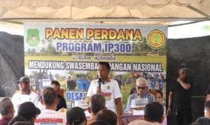 Desa Takkalasi Sukses Panen IP 300, Bupati Sidrap: Bukti Kerja Keras Bersama