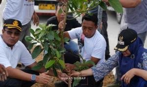 Jalan Baru Depan SKPD Sidrap Dihijaukan dengan Ratusan Pohon Alpukat Jalan Baru Depan SKPD Sidrap Dihijaukan dengan Ratusan Pohon Alpukat