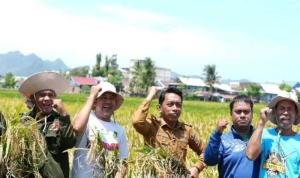 Bupati Sidrap Semangat, Panen Padi Saat Puasa, Hasil Capai 10 Ton Tiap Hektare
