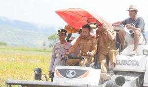 Bupati Sidrap Ikut Nyebur ke Sawah, Panen Raya di Desa Lise Bikin Petani 'Senyum 9,1 Ton' Bupati Sidrap Ikut Nyebur ke Sawah, Panen Raya di Desa Lise Bikin Petani 'Senyum 9,1 Ton'