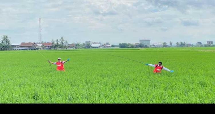 Ternyata, Bupati Sidrap Petani Tulen, Sangat Tangkas Menyemprot Hama Padi