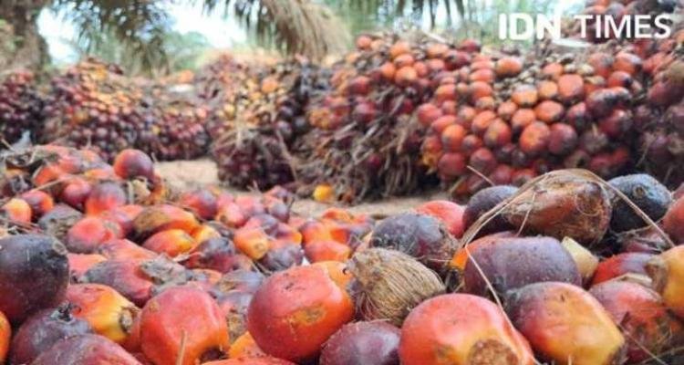 Danantara Ambil Alih Ekspor Sawit, Harga TBS Anjlok, Petani Mulai Putus Asa
