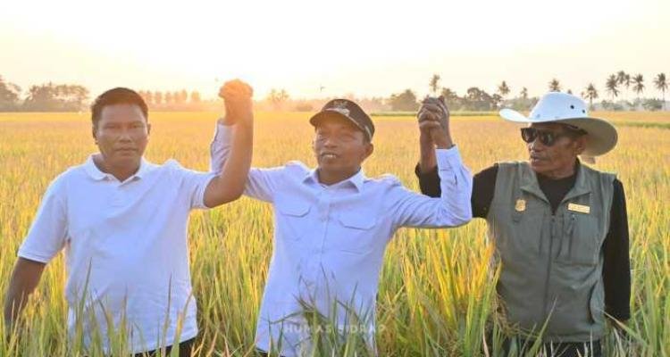 Bupati Syaharuddin Dampingi Langsung Petani Panen, Perkuat Optimisme Pertanian Sidrap