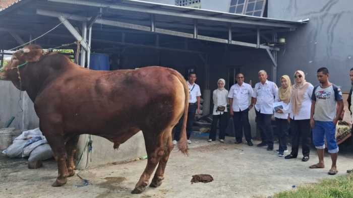 Presiden Prabowo Potong Sapi Kurban di Sidrap, Harga Rp 117 Juta