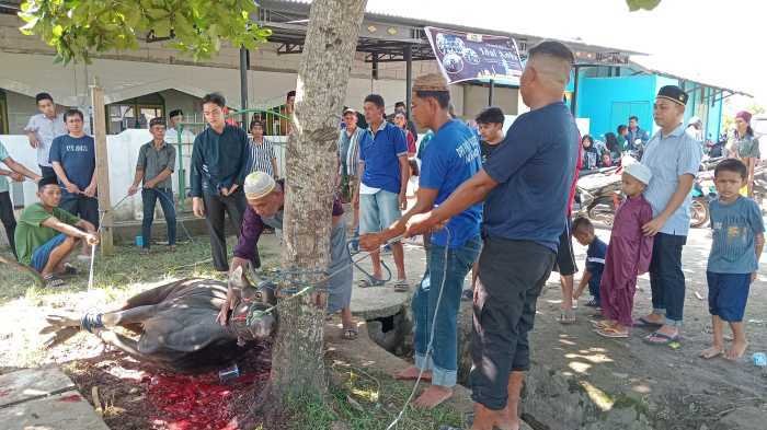 Kader NasDem Sulsel Kurban 130 Ekor Sapi, RMS Sumbang 7, Syahar 4 Ekor  