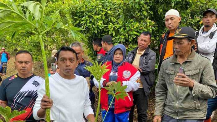 Tampil Kompak, Bupati dan Wabup Sidrap Tanam Perdana Porang di Bukit Punjabu