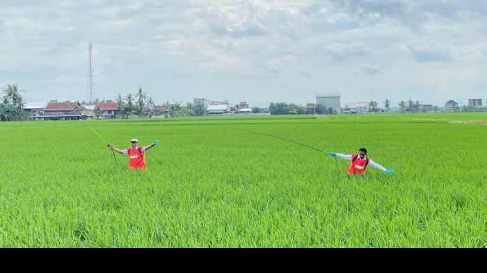 Ternyata, Bupati Sidrap Petani Tulen, Sangat Tangkas Menyemprot Hama Padi