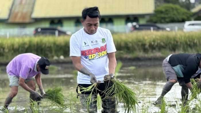 Produktivitas Sawah di Sidrap Tembus 7,5 Ton per Hektare Berkat Program IP300