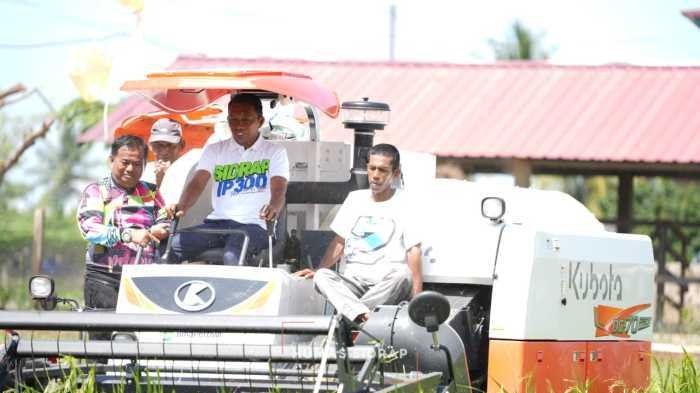 Panen di Bulo Panca Rijang, IP 300 Sidrap Tunjukkan Hasil Nyata