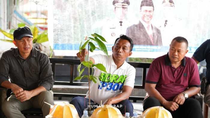 Bupati Sidrap Salurkan 70 Ribu Bibit Kakao, Siapa yang Dapat?