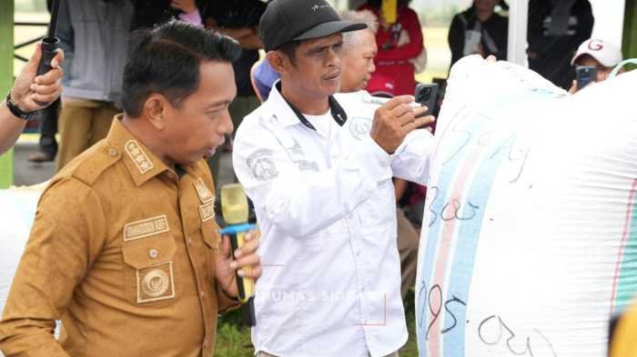 Program Bupati Berhasil, Petani Sidrap Berpenghasilan Rp 11 Juta Per Bulan