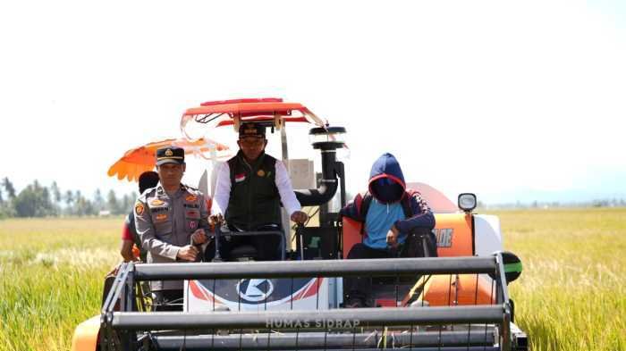 Bupati Sidrap Panen Raya di Sumpang Mango, Produktivitas Capai 10,7 Ton per Hektare