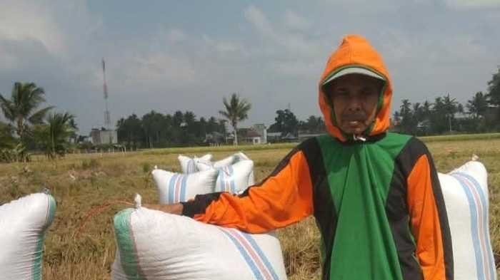 Muhammad Yunus, Petani Sidrap yang Panen Saat Kemarau Menguji