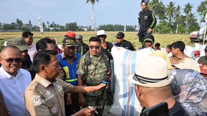 Sidrap Jaga Ketahanan Pangan, Panen Padaloang Alau Tembus 11,6 Ton Gabah per Hektare